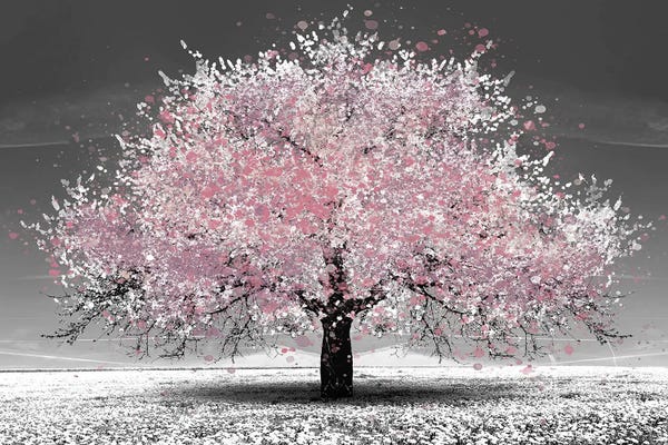 Pink Cherry Blossoms