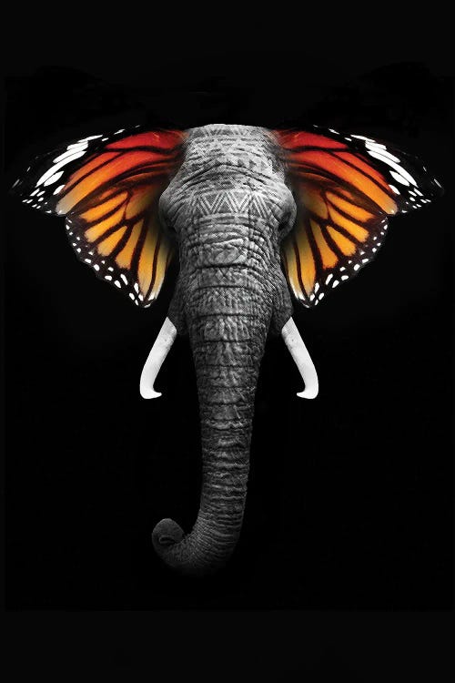 Elephant Wings