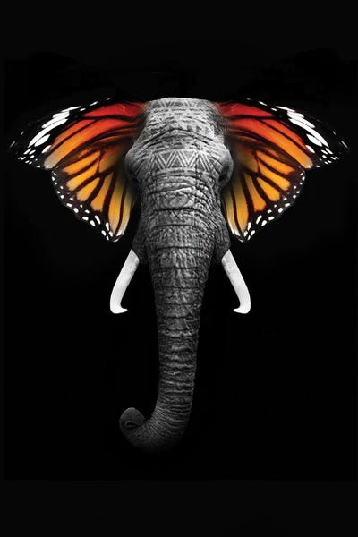 Animal Lover: Elephant Wings by Heather Grey
