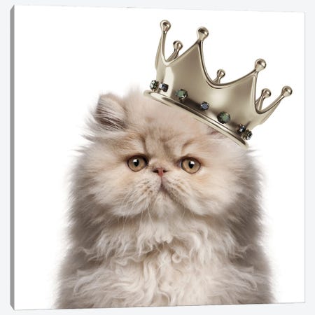 Persian Cat Queen Canvas Print #HHP33} by Heather Grey Canvas Art