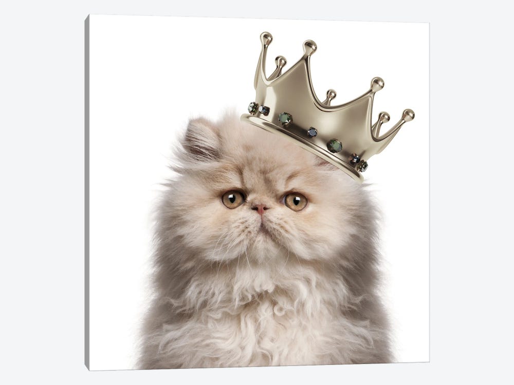 Persian Cat Queen by Heather Grey 1-piece Canvas Wall Art