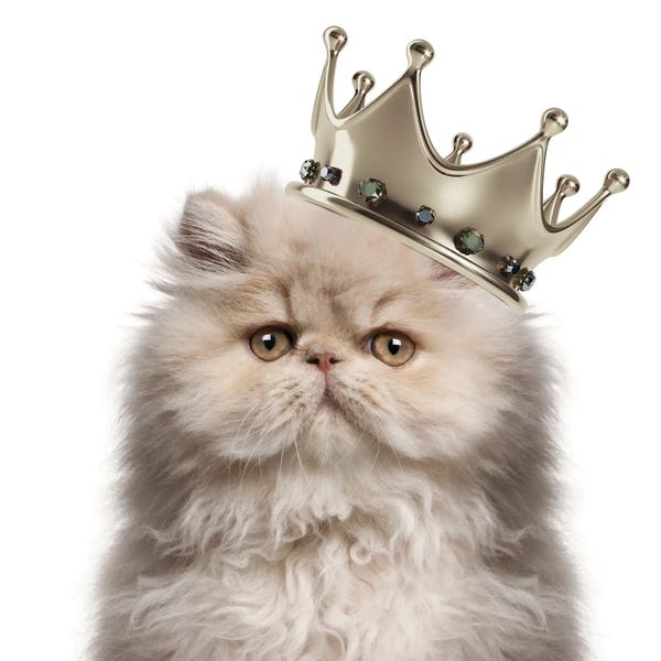 Persians: Persian Cat Queen by Heather Grey