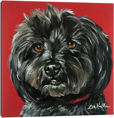 Bentley The Yorkipoo Canvas Art Print - Yorkshire Terrier Art