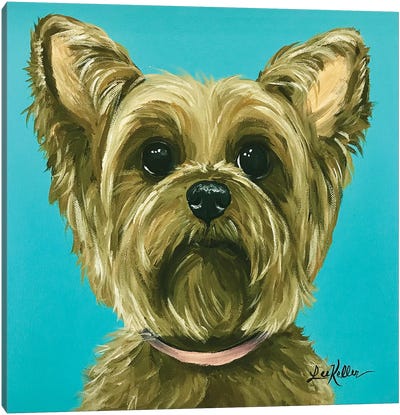Yorkie On Aqua Canvas Art Print - Yorkshire Terrier Art