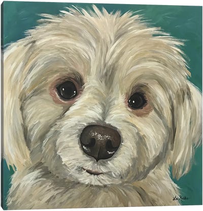 Charlie The Maltese Mix Canvas Art Print - Pet Industry