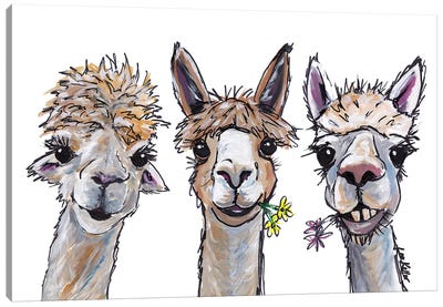 Alpacas Trio II Canvas Art Print - Animal Art