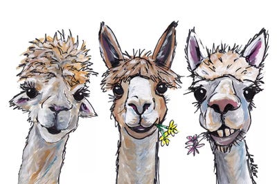 Llamas & Alpacas