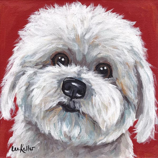 Hippie Hound Studios: Coton de Tulear by Hippie Hound Studios