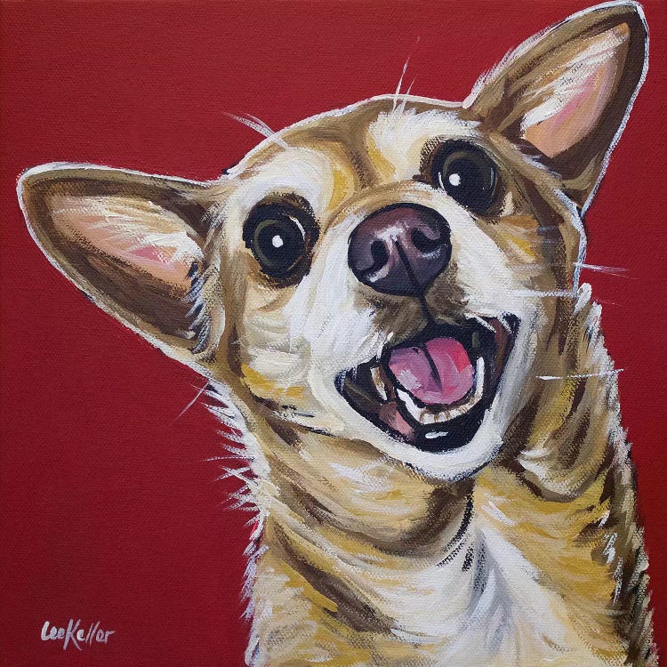 Chihuahua - Happy