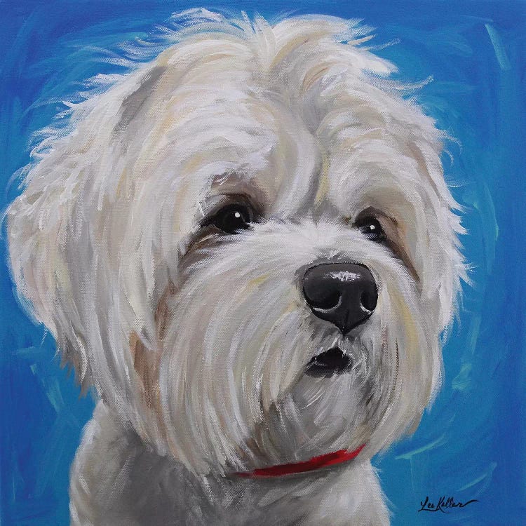 Maltese Shihtzu Mix - Pipa by Hippie Hound Studios wall art