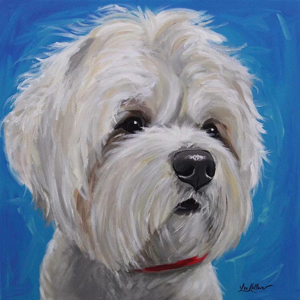 Shih Tzus: Maltese Shihtzu Mix - Pipa by Hippie Hound Studios