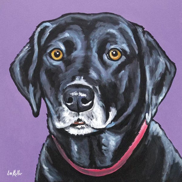 Labrador Retrievers: Black Lab - Fifi by Hippie Hound Studios