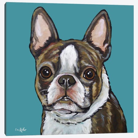 Boston Terrier - Sasha On Teal Canvas Print #HHS241} by Hippie Hound Studios Canvas Art