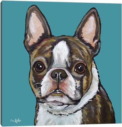 Boston Terrier - Sasha On Teal Canvas Art Print - Boston Terrier Art