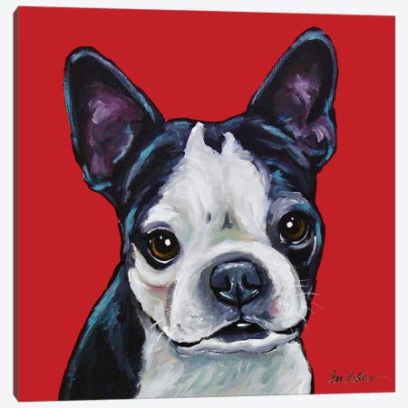 Boston Terrier - Sophie On Red Canvas Print #HHS242} by Hippie Hound Studios Canvas Artwork