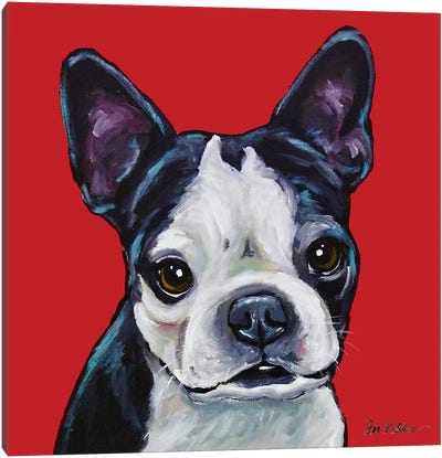 Boston Terrier - Sophie On Red Canvas Art Print - Boston Terrier Art