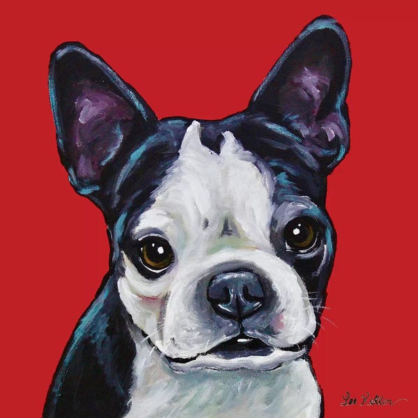 Hippie Hound Studios: Boston Terrier - Sophie On Red by Hippie Hound Studios