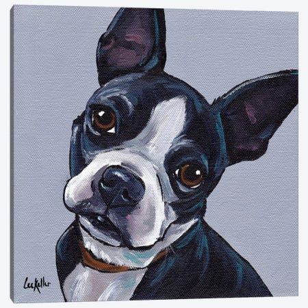 Boston Terrier On Gray Canvas Print #HHS271} by Hippie Hound Studios Canvas Art Print