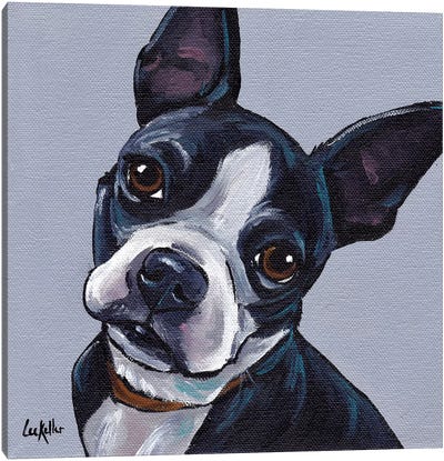 Boston Terrier On Gray Canvas Art Print - Boston Terrier Art