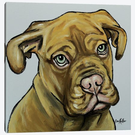 French Mastiff Canvas Print #HHS282} by Hippie Hound Studios Canvas Artwork