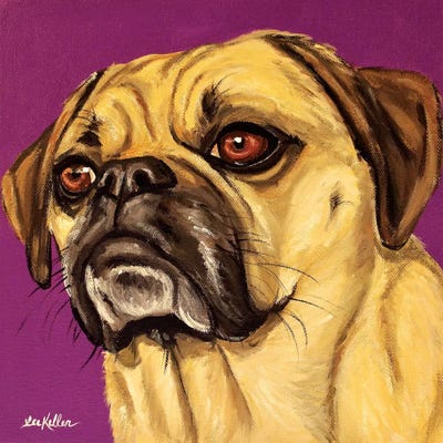 Puggle On Purple by Hippie Hound Studios metal wall art