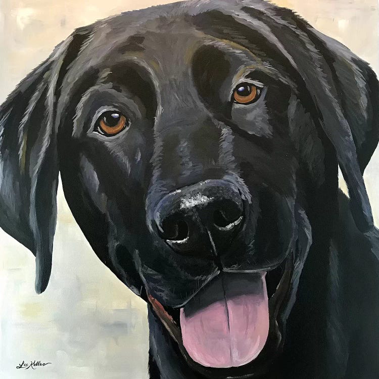 Black Lab Close Up