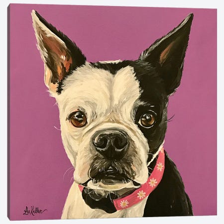 Boston Terrier Purple Canvas Print #HHS353} by Hippie Hound Studios Canvas Artwork