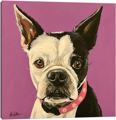 Boston Terrier Purple Canvas Art Print - Boston Terrier Art