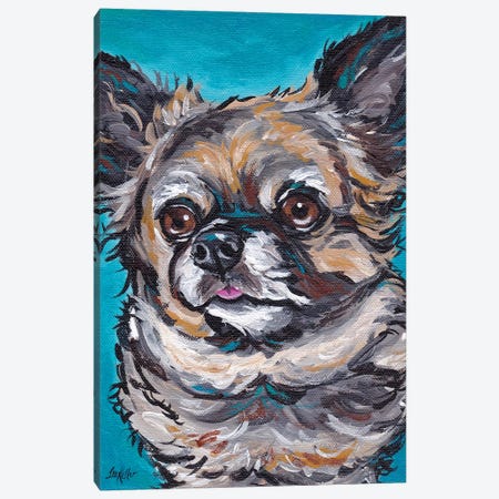 Chihuahua On Teal Canvas Print #HHS374} by Hippie Hound Studios Canvas Art Print