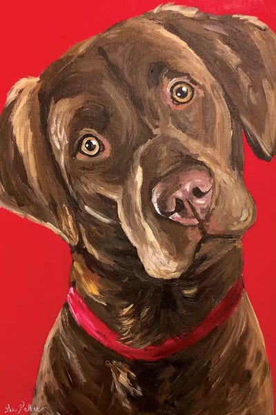 Chocolate Lab