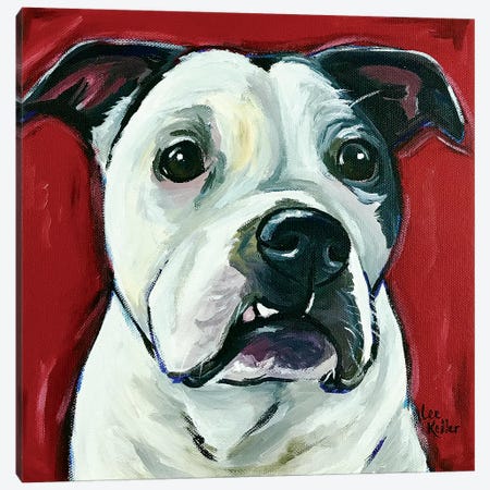 Pit Bull Expressive Red Canvas Print #HHS450} by Hippie Hound Studios Canvas Print