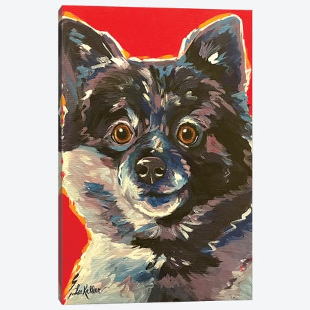 Pomeranian Colorful Canvas Print #HHS454} by Hippie Hound Studios Canvas Wall Art