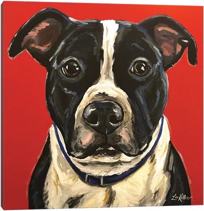 Pit Bull Canvas Art Print - American Pit Bull Terriers