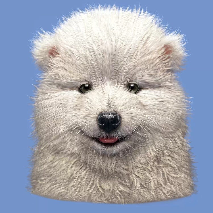 Samoyed Puppy 