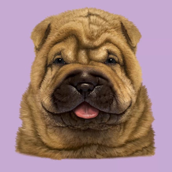 Shar-Peis: Shar Pei Puppy  by Vincent Hie