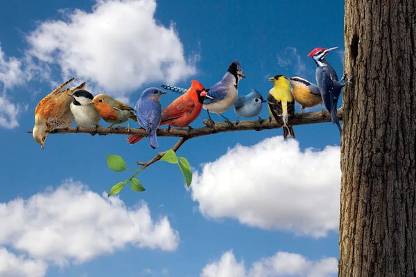 Vincent Hie: Birds by Vincent Hie