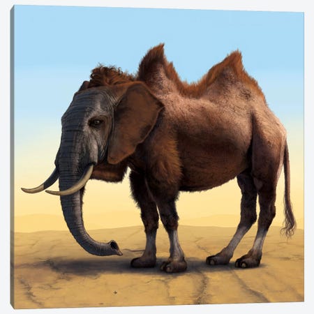 Camelephant Canvas Print #HIE10} by Vincent Hie Canvas Art