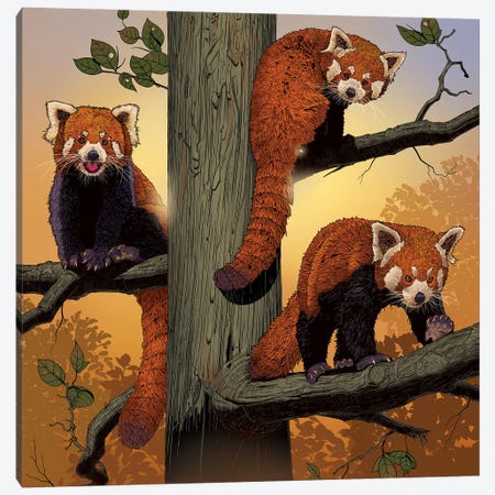 Red Pandas Canvas Print #HIE111} by Vincent Hie Canvas Art Print