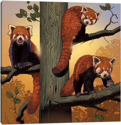 Red Pandas Canvas Art Print - Red Panda Art