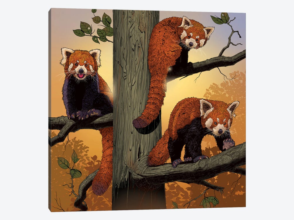 Red Pandas by Vincent Hie 1-piece Art Print
