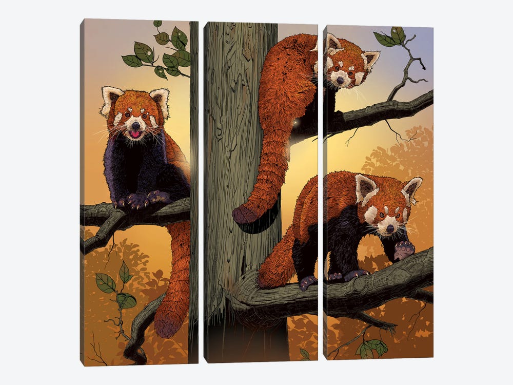 Red Pandas by Vincent Hie 3-piece Canvas Print