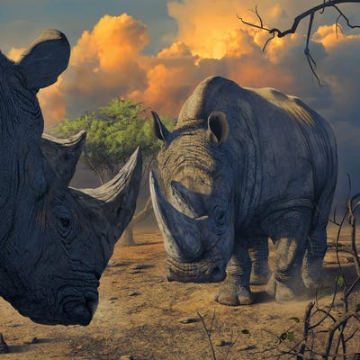 Rhino Stand Off by Vincent Hie art print