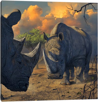 Rhino Stand Off Canvas Art Print - Rhinoceros Art