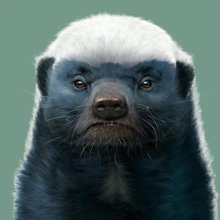 Honey Badger by Vincent Hie wall art