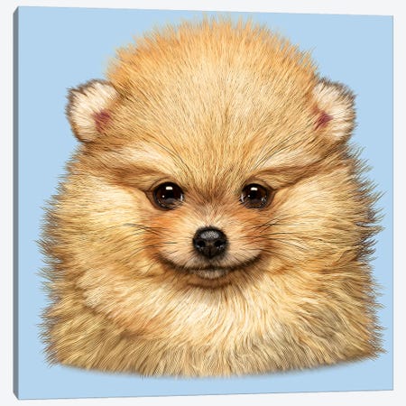 Pomeranian Puppy Canvas Print #HIE37} by Vincent Hie Canvas Art Print