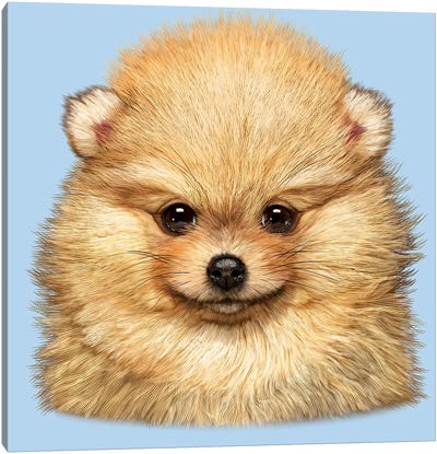 Pomeranian Puppy Canvas Art Print - Vincent Hie