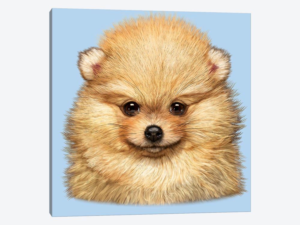 Pomeranian Puppy by Vincent Hie 1-piece Canvas Art Print