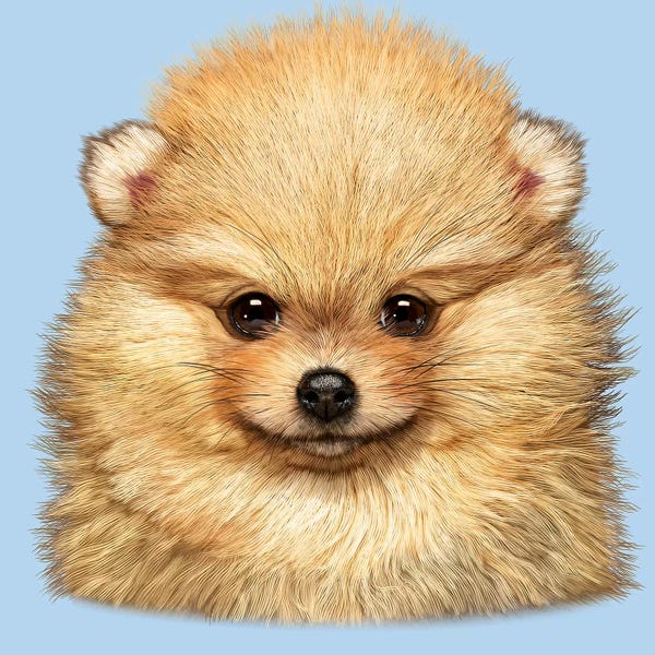 Pomeranians: Pomeranian Puppy by Vincent Hie