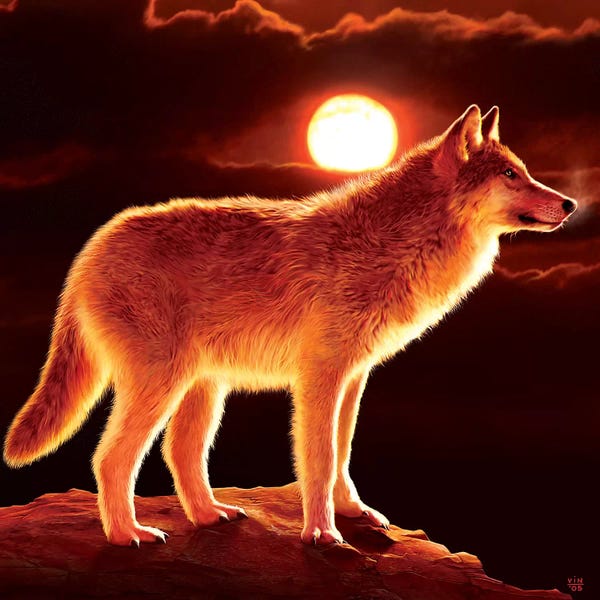 Wolves: Sunset Wolf by Vincent Hie