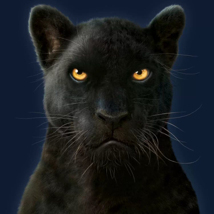 Black Panther Portrait